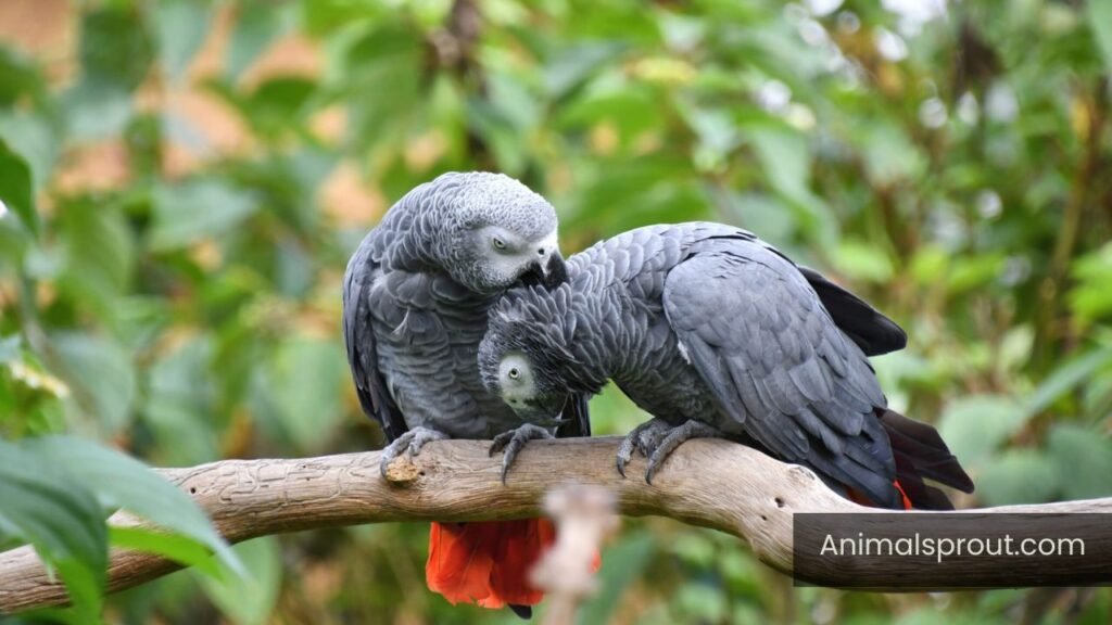 top 10 most curious animals
