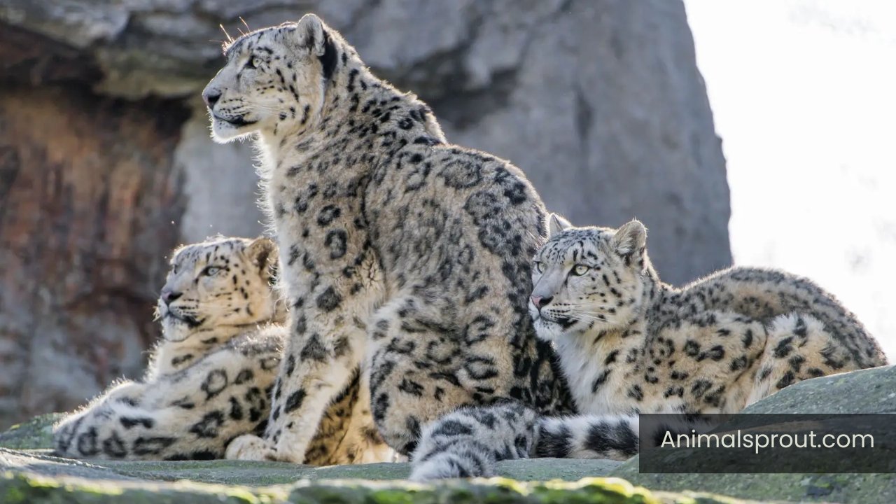 Animals that Are Quiet