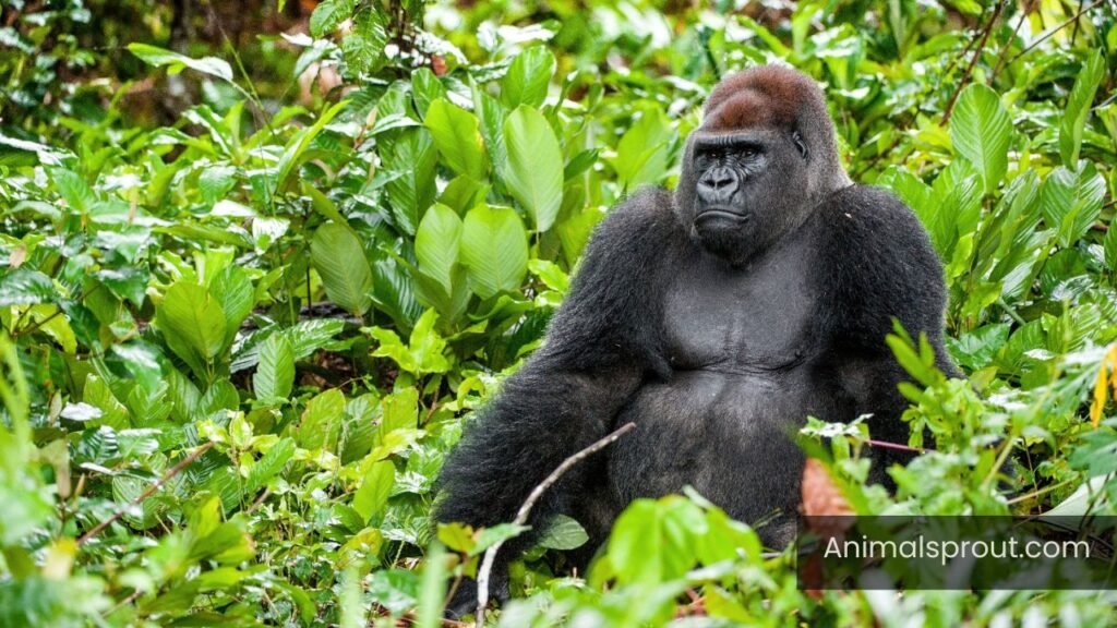animals with no tail