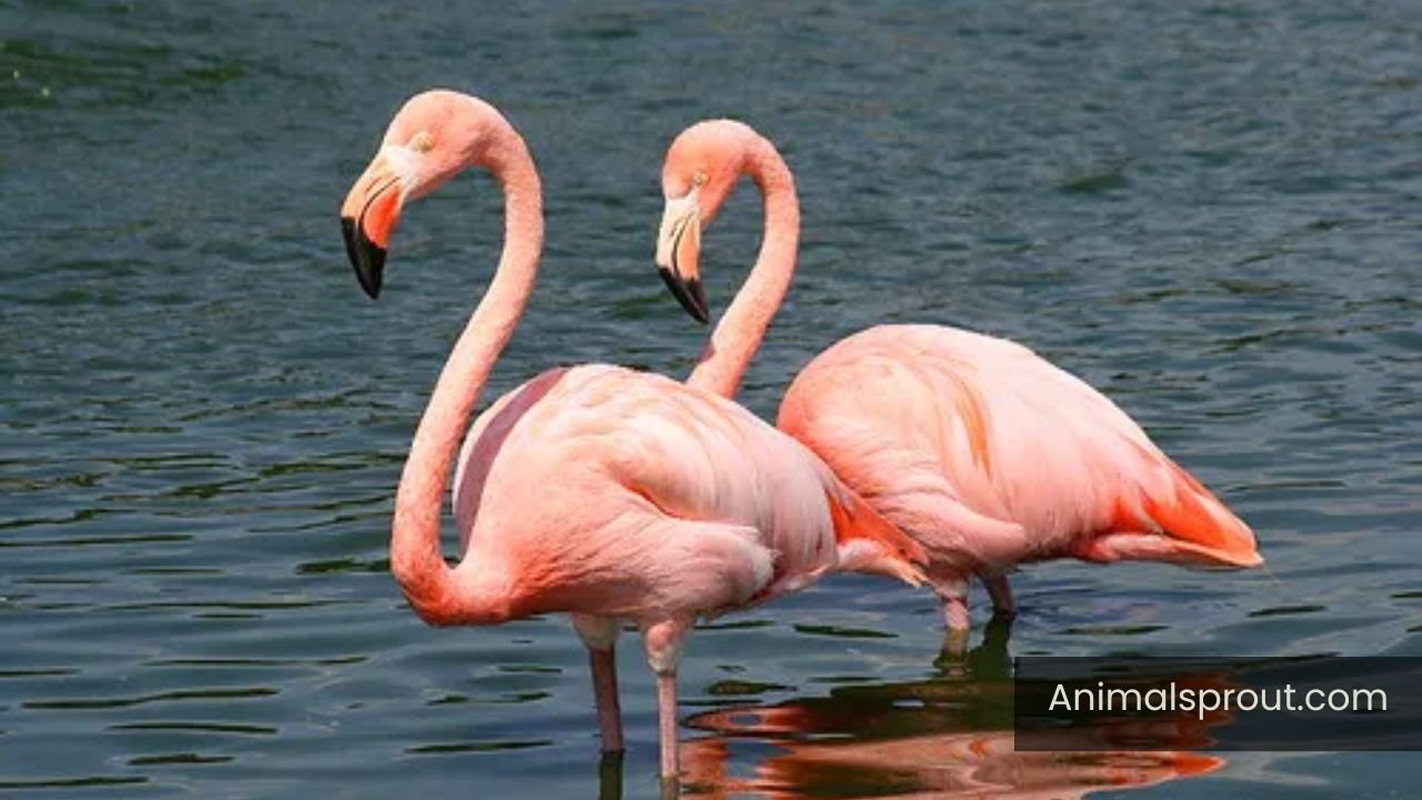 Are Flamingos Smart
