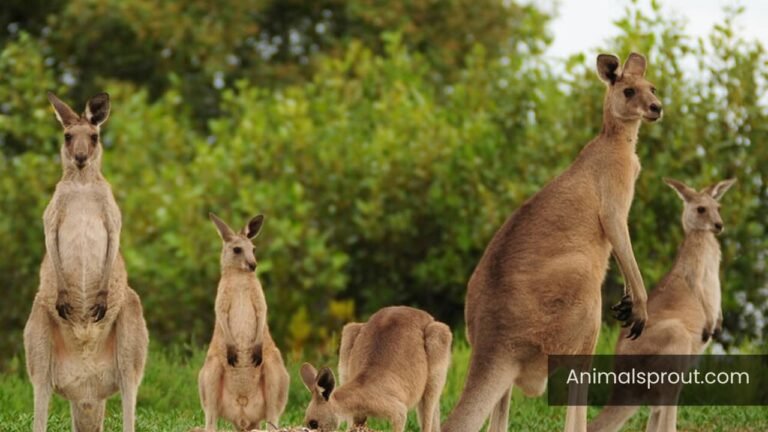 Are Kangaroos Smart