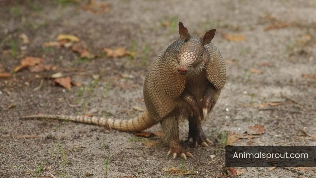 what animals are deaf
