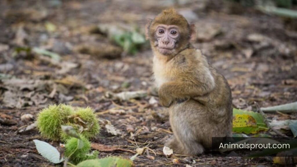 animal with no tail