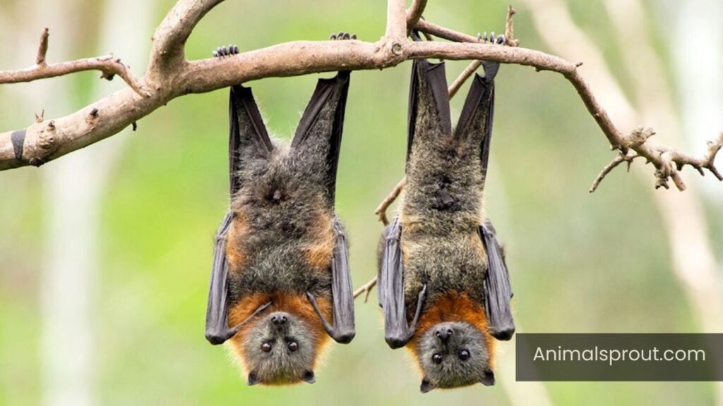 small ear animal