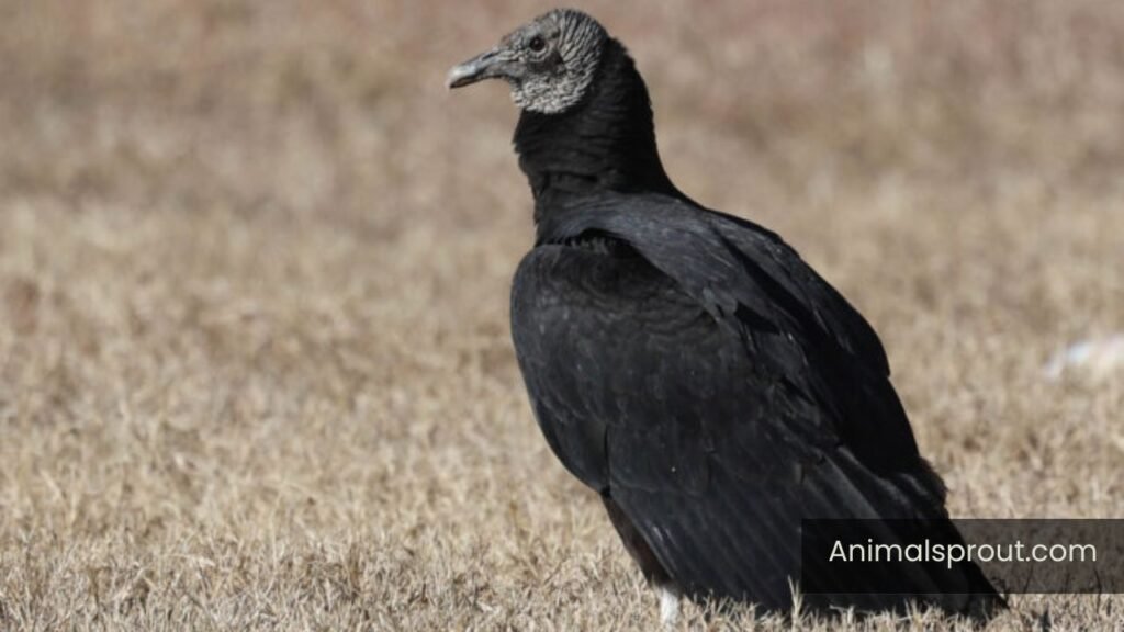 black vultures in michigan