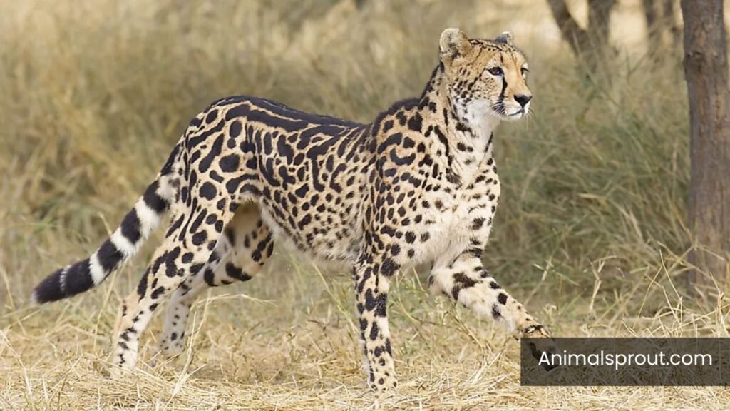 high energy animals