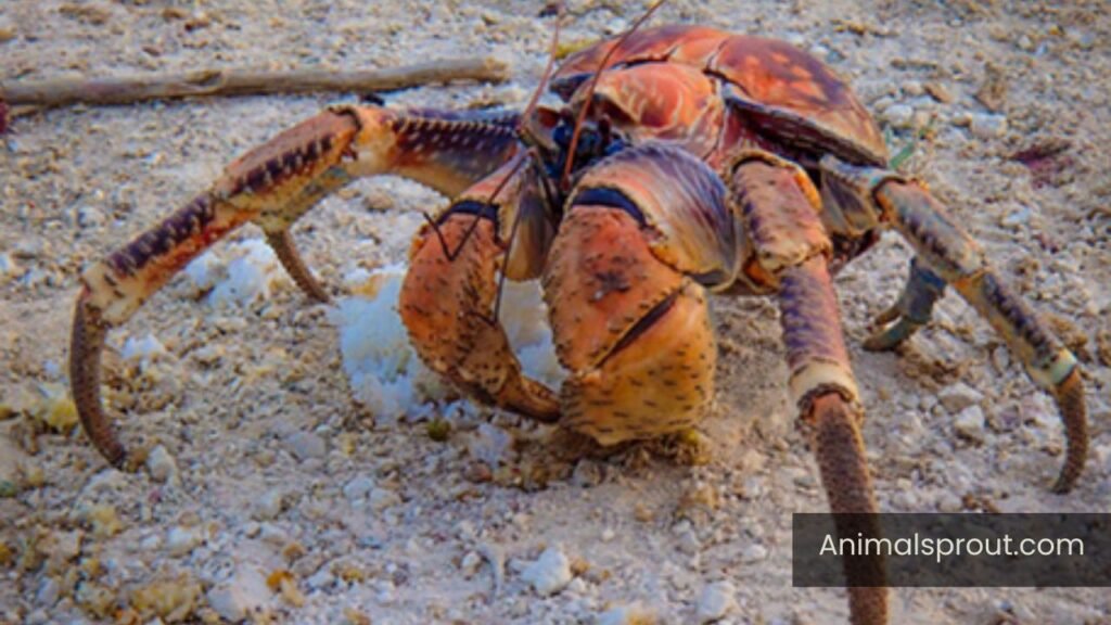 Coconut Crabs eat coconuts