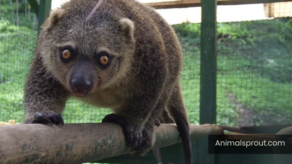 small ear animal