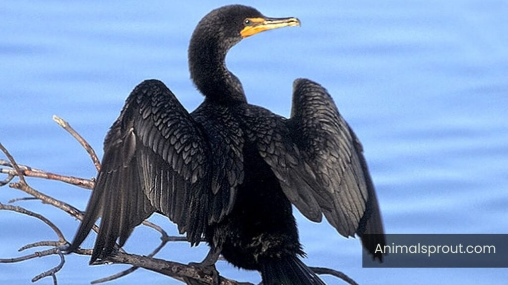 Cormorants of Michigan