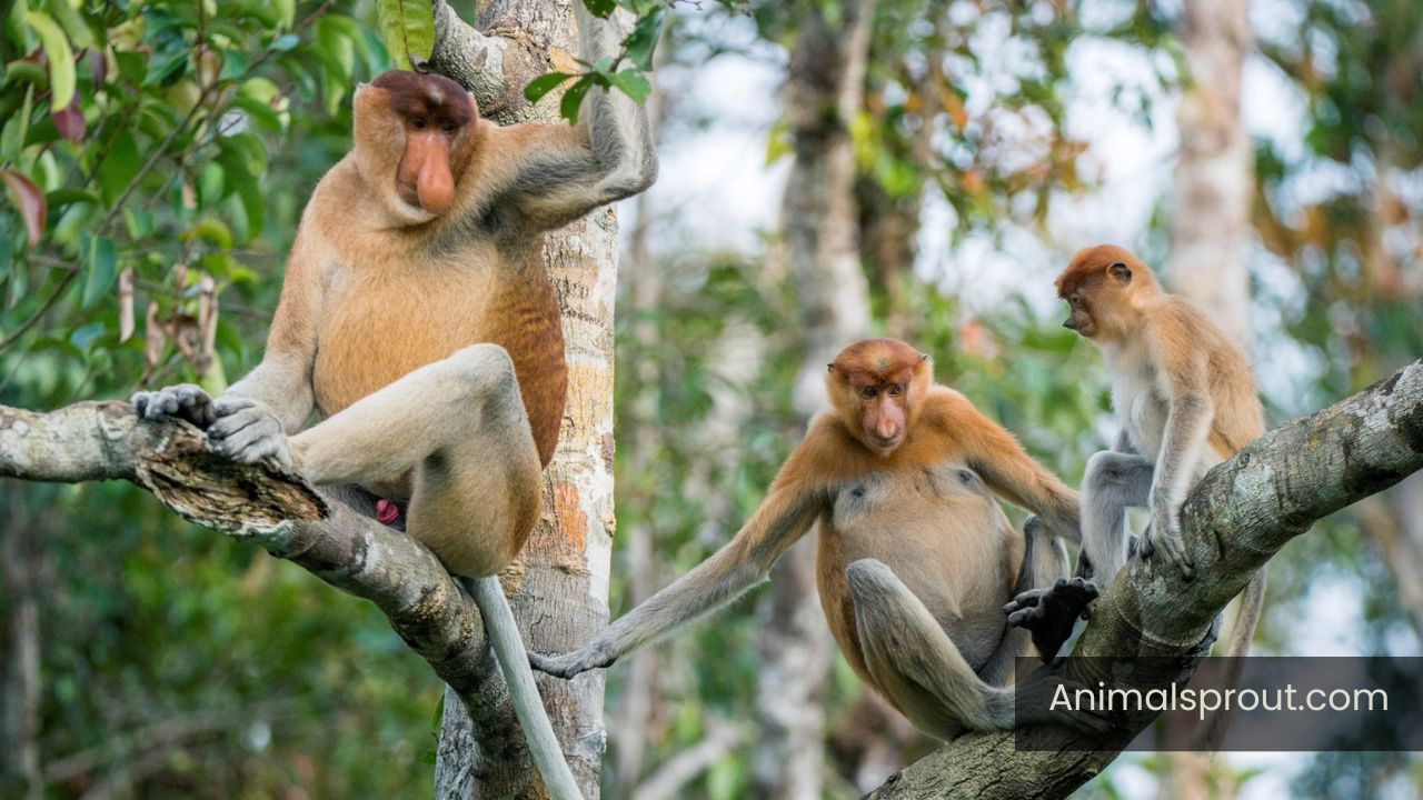 Top 10 Down Syndrome Animals In The World (With Images)
