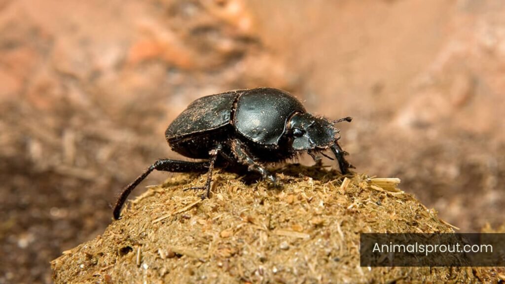 top 10 dirtiest animals