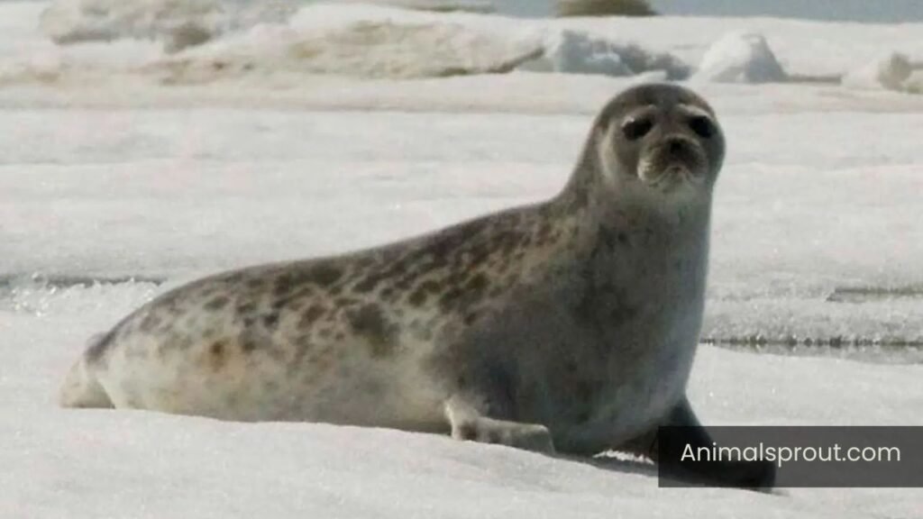 naturally deaf animals