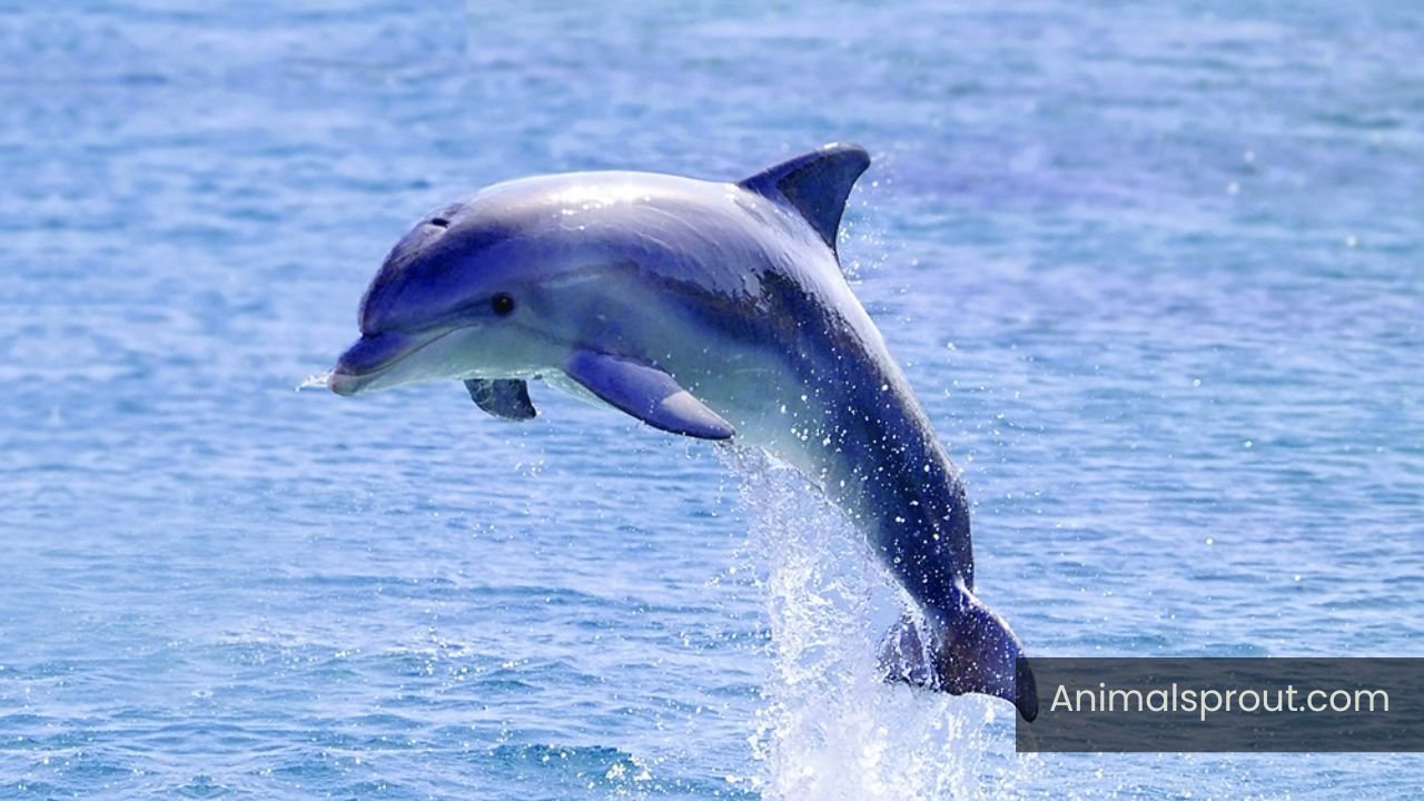 Energetic Animals In The World