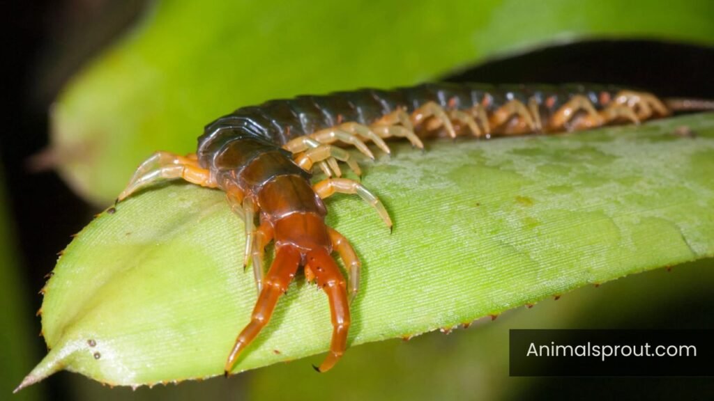 are there any dangerous animals in puerto rico
