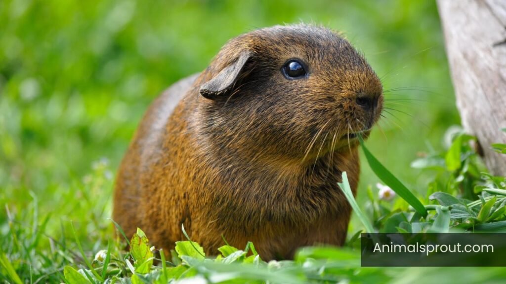 list of animals without tails