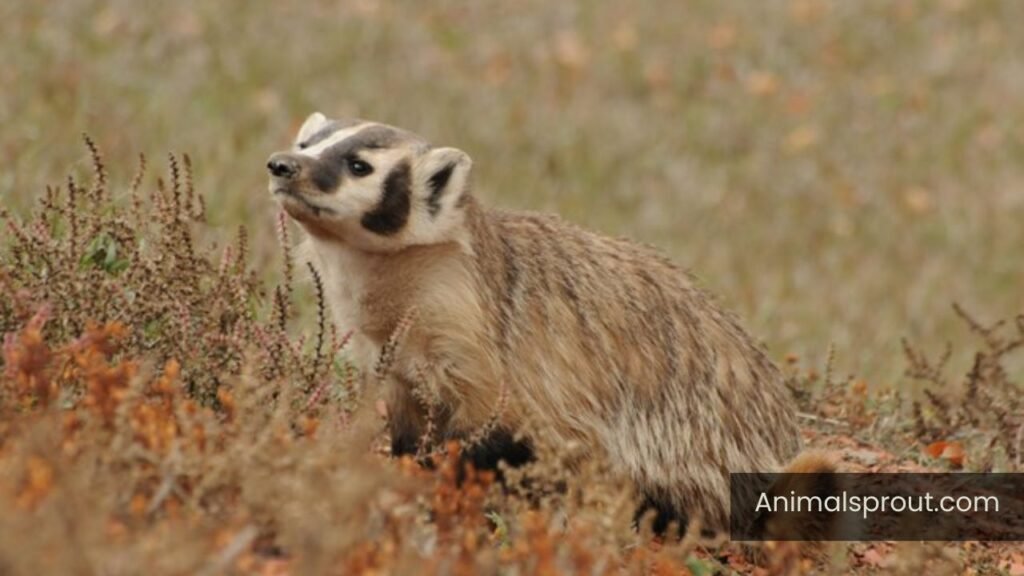 are badgers in maine