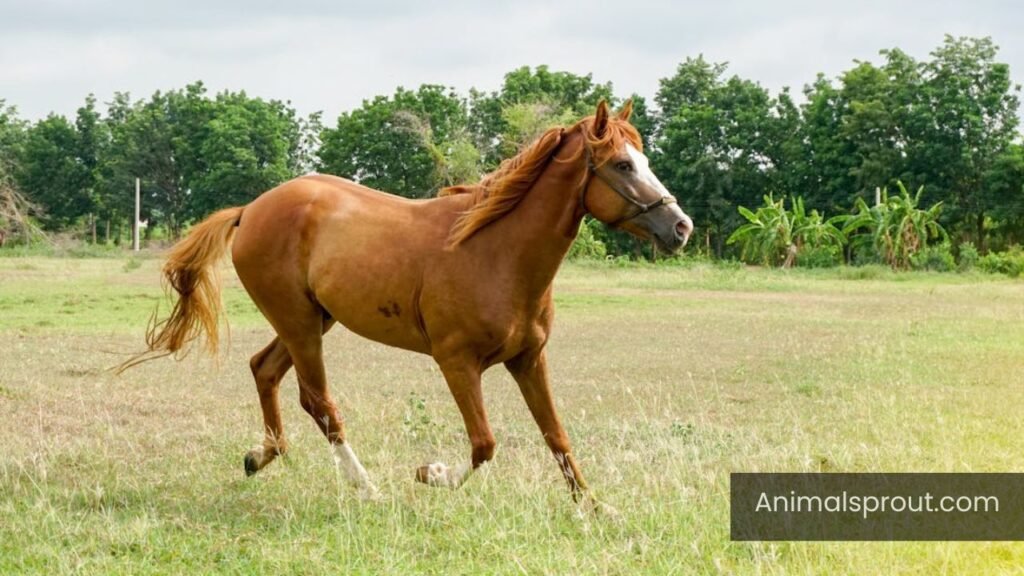 what animal represents humbleness