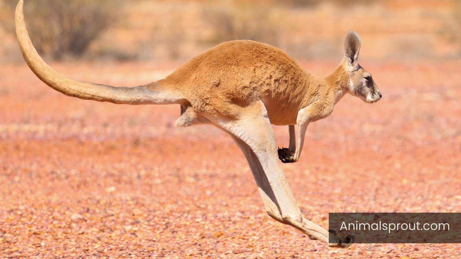 How Strong Are Kangaroos