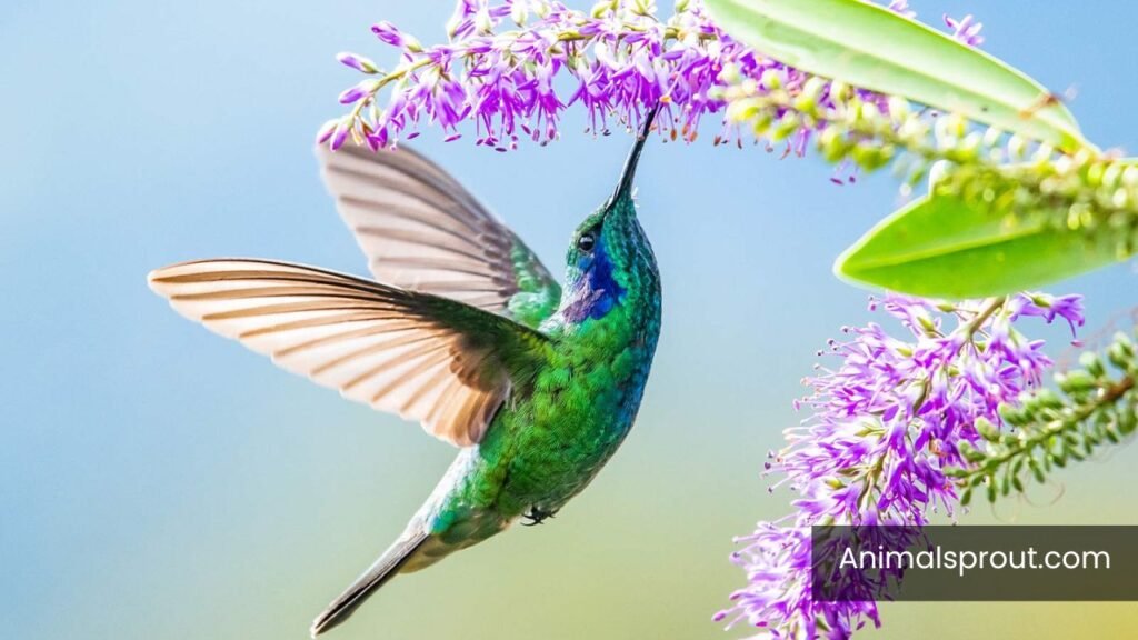 hyperactive animals