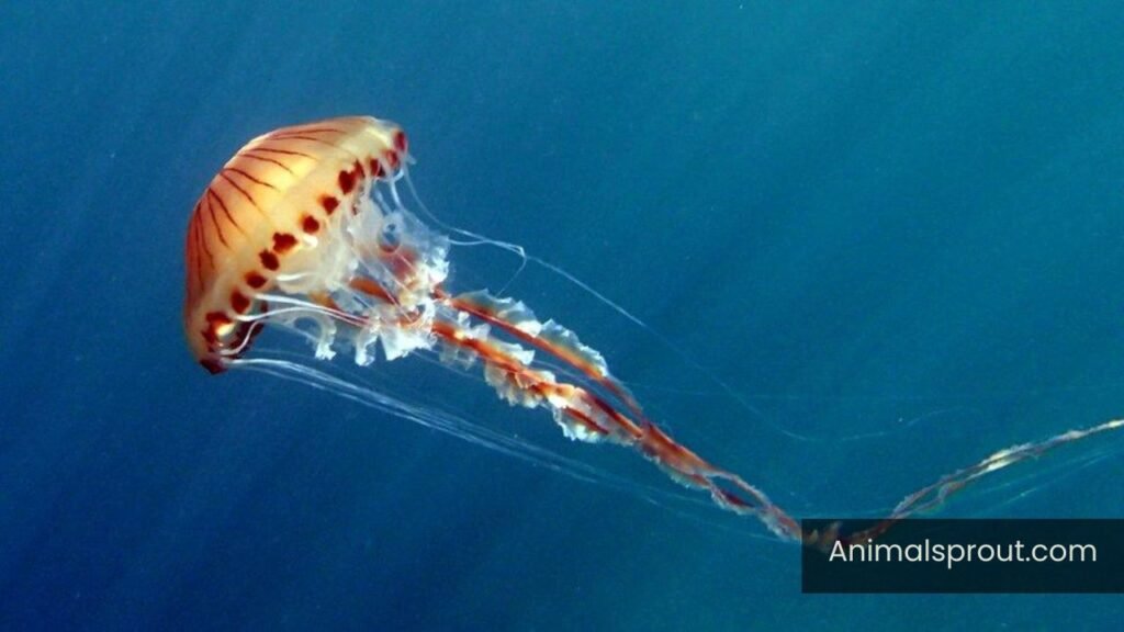animals that have no legs