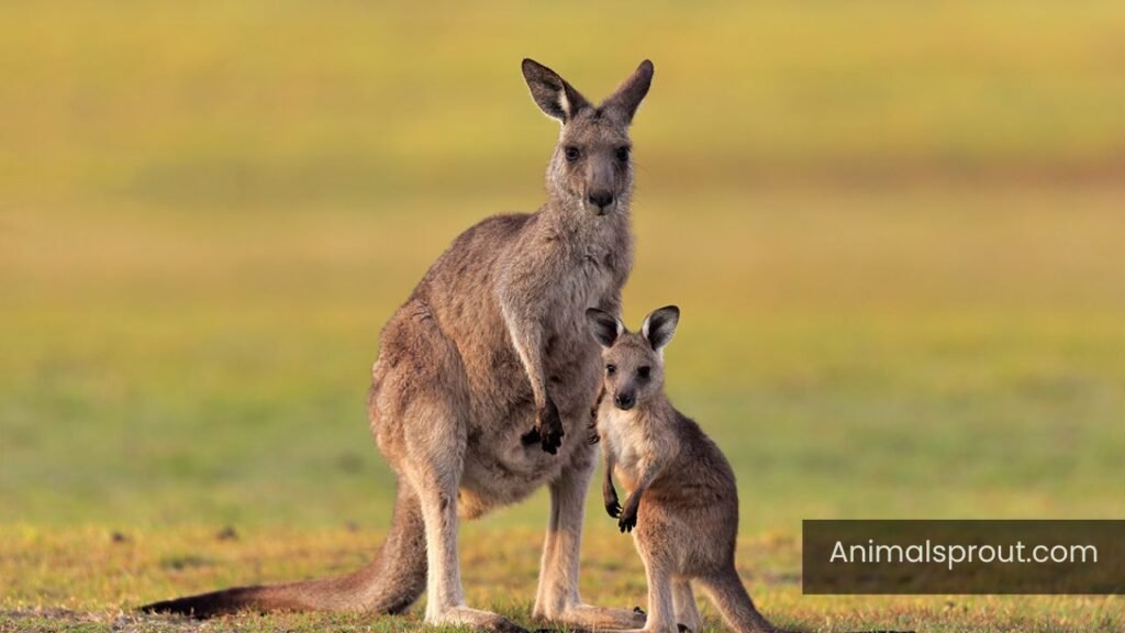 kangaroo intelligence