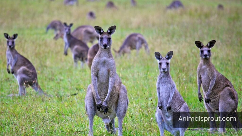 kangaroo iq