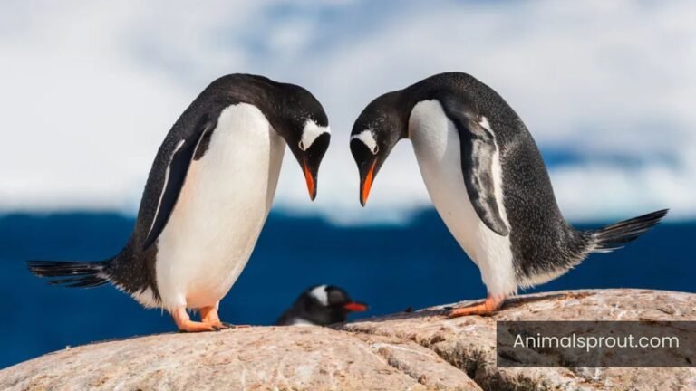 Most Curious Animals