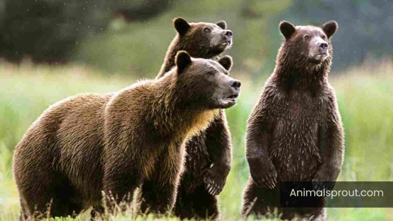 Most Greedy Animals