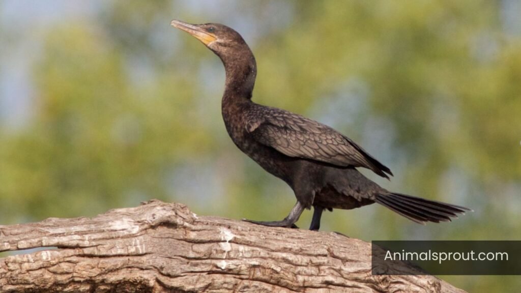 cormorant michigan