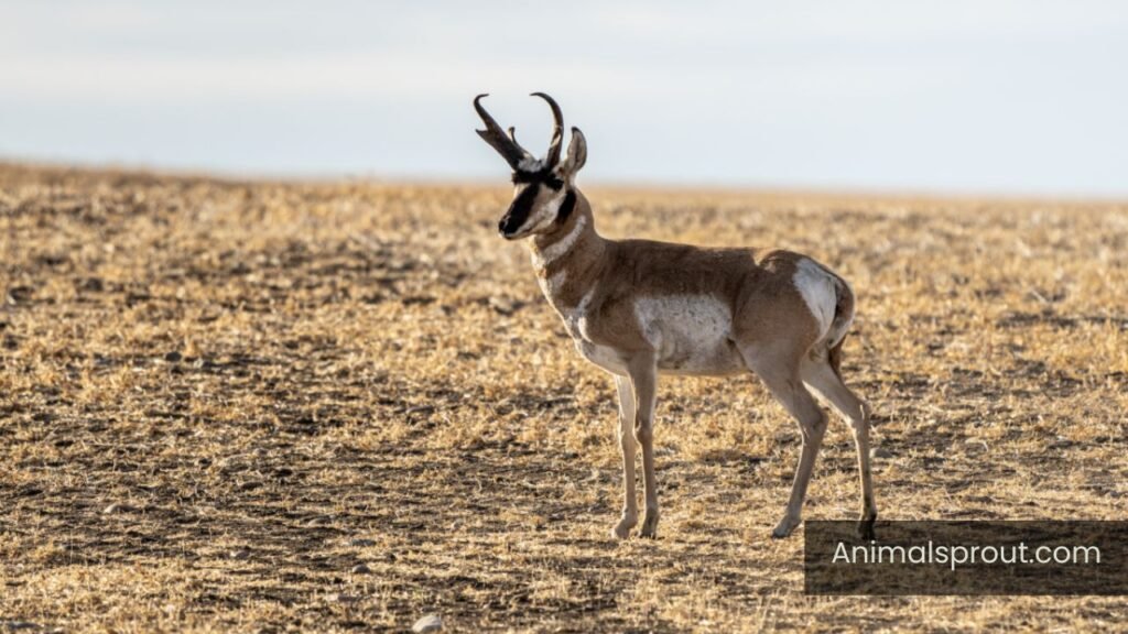 animals with a lot of energy