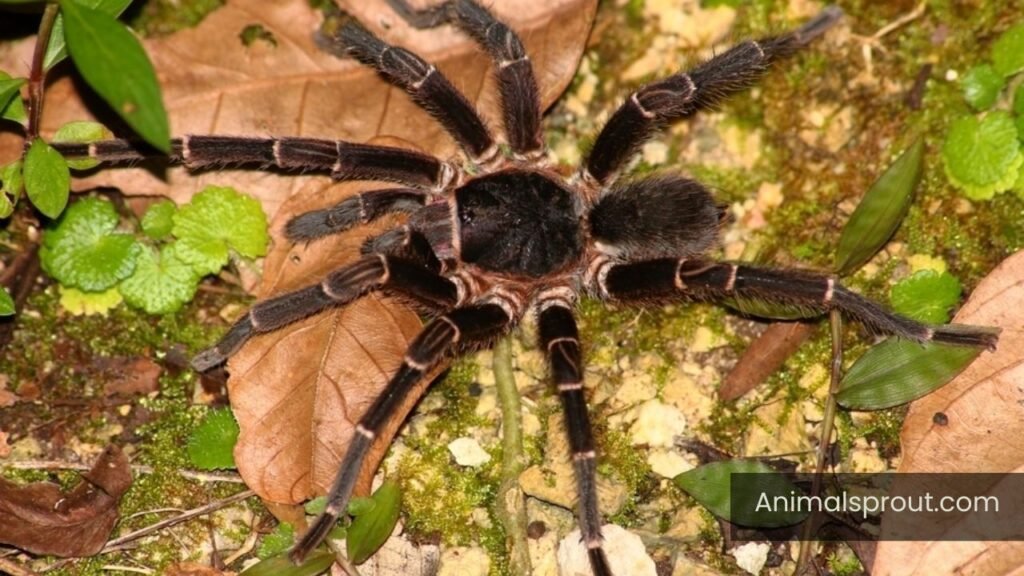 poisonous animals in puerto rico