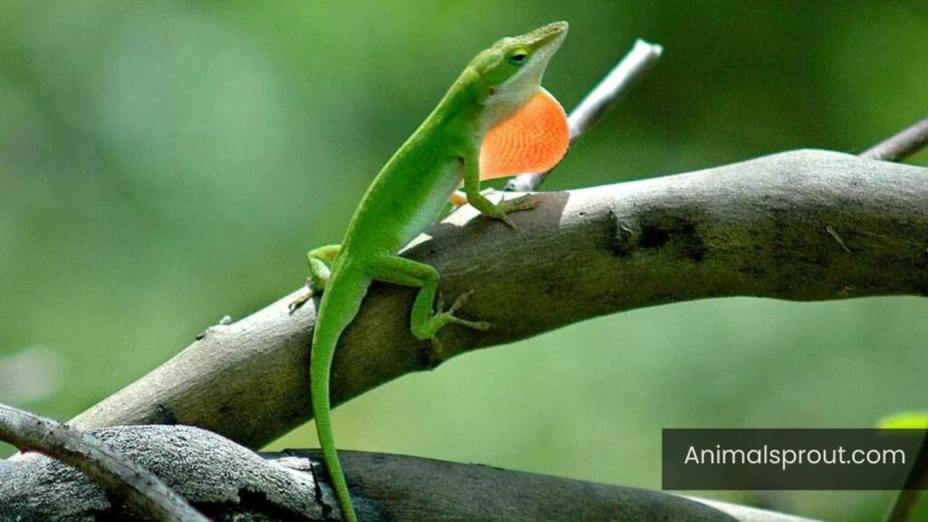 animals that aren't mammals
