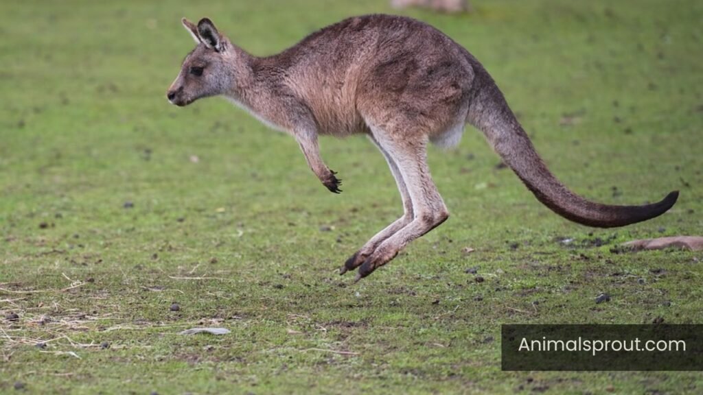 how smart are kangaroos