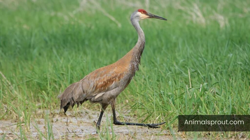 sandhill cranes in michigan