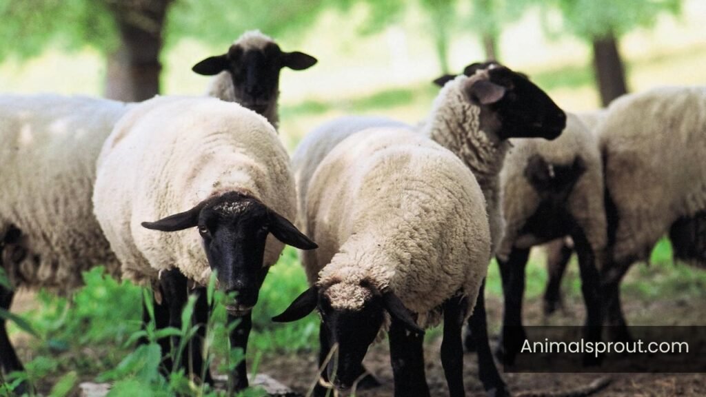animals that represent humility