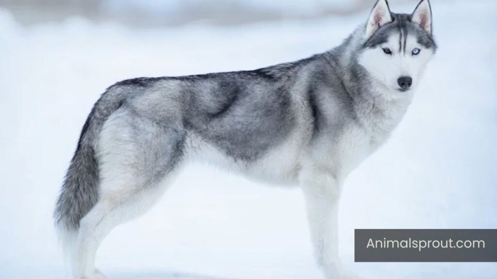 top 10 energetic animals