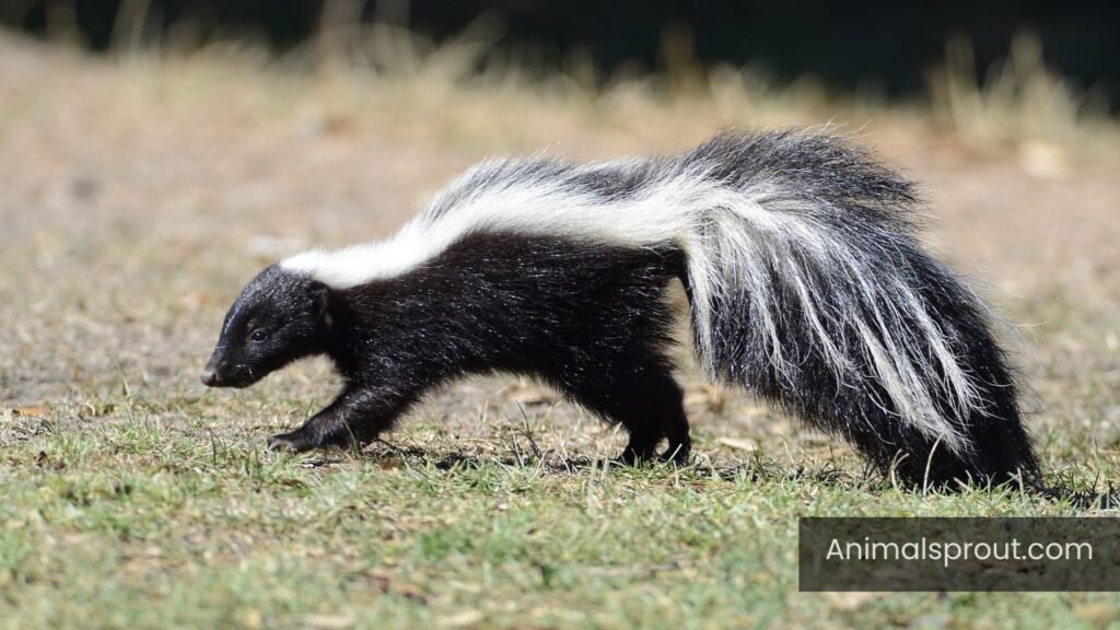 top 10 most annoying animals