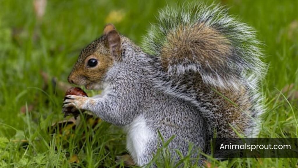 animals that are hyper