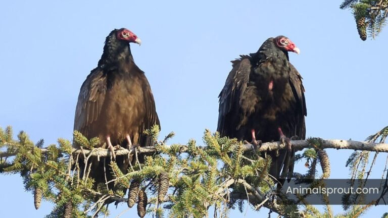 Vultures In Michigan