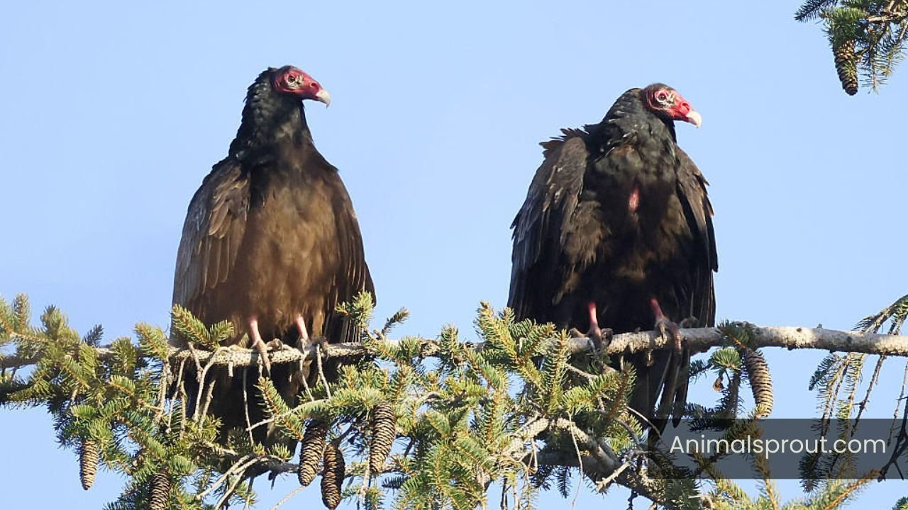 Vultures In Michigan