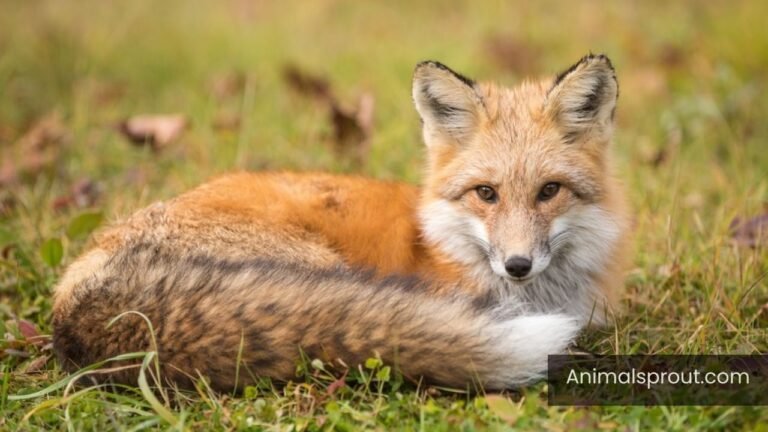 Why do Foxes Laugh