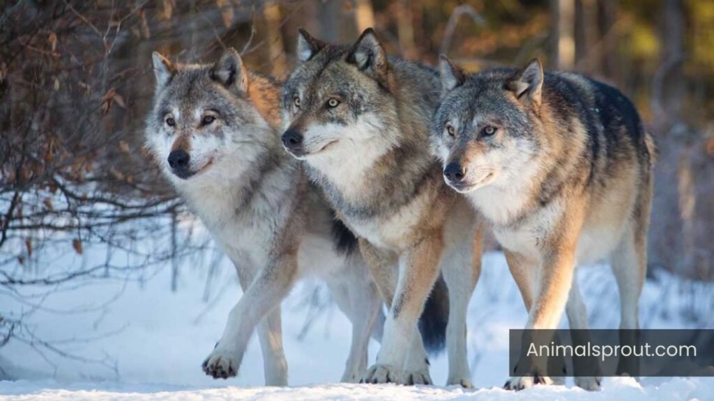 does wolves purr