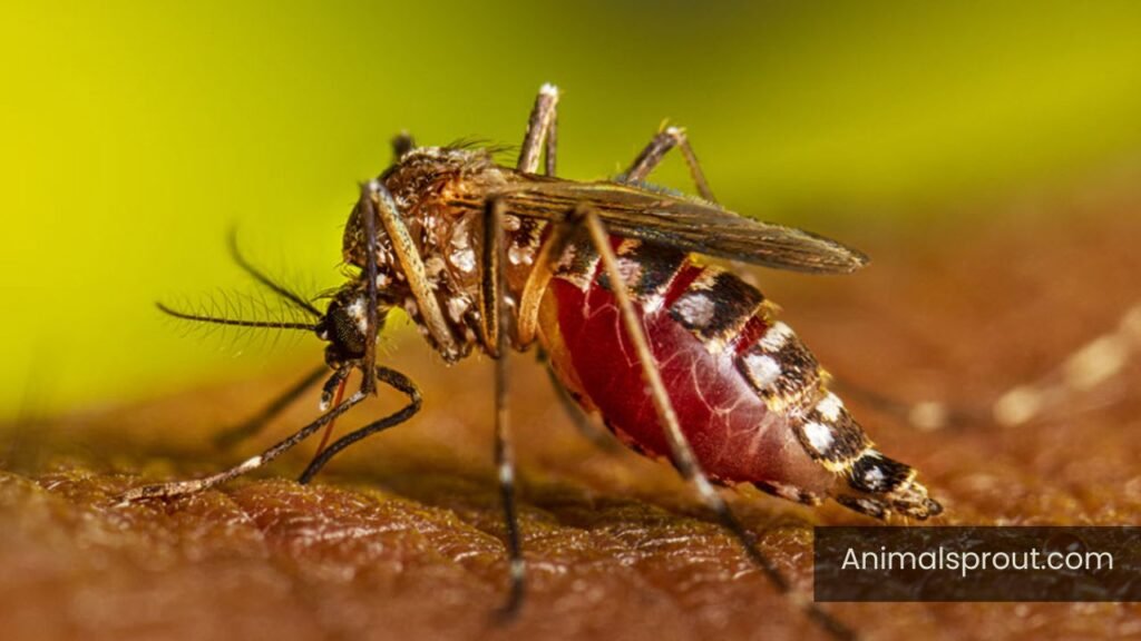 dangerous animals in puerto rico rainforest