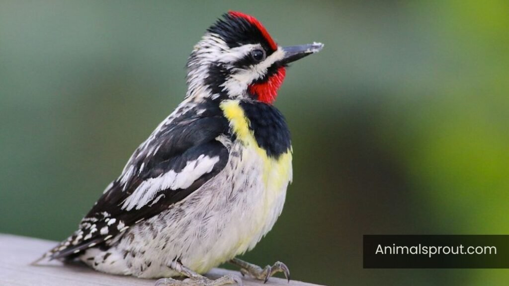 wisconsin woodpecker