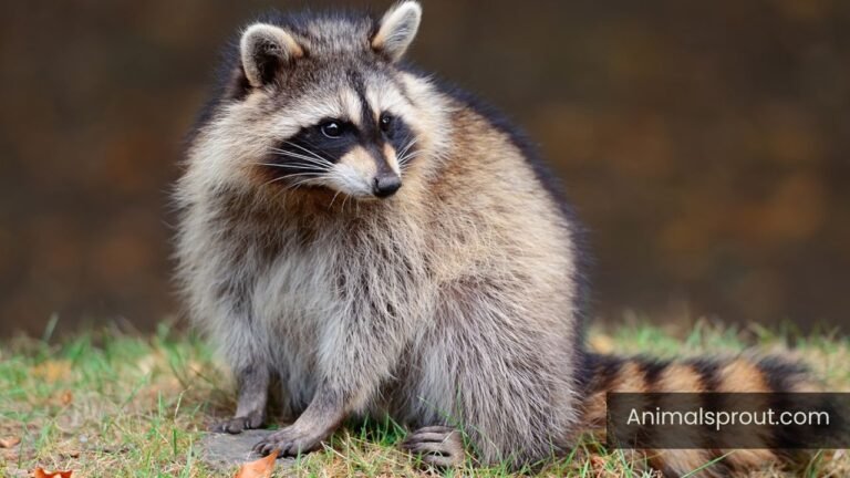 animals that eat oranges