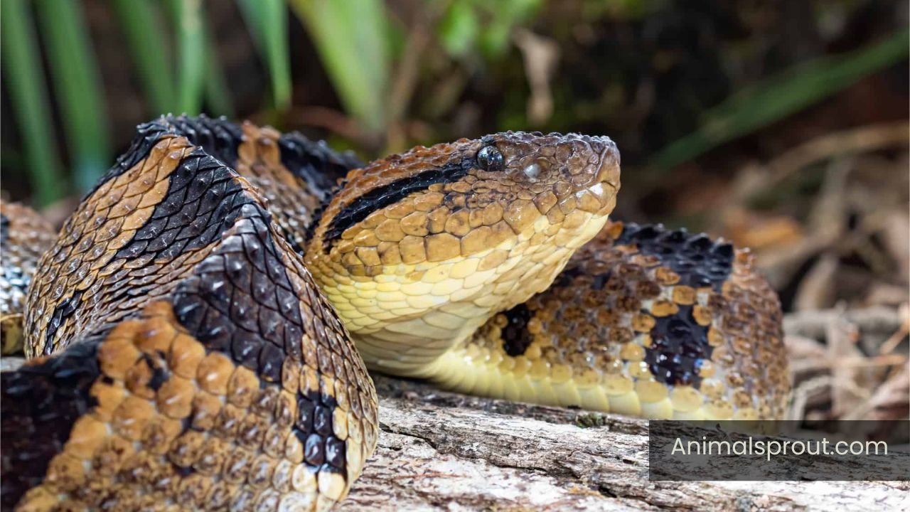 dangerous animals in Puerto Rico