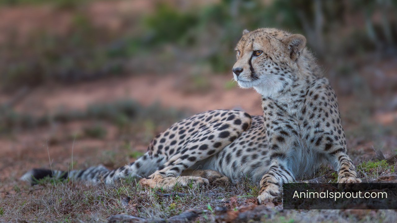 independent animals in the world