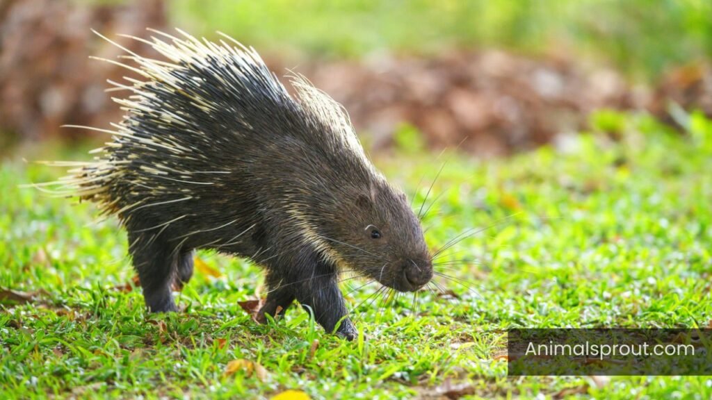 do porcupine live in georgia