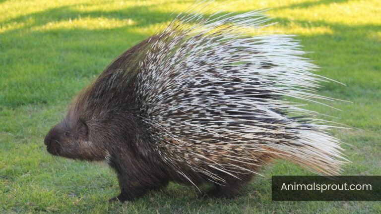 porcupines in Georgia