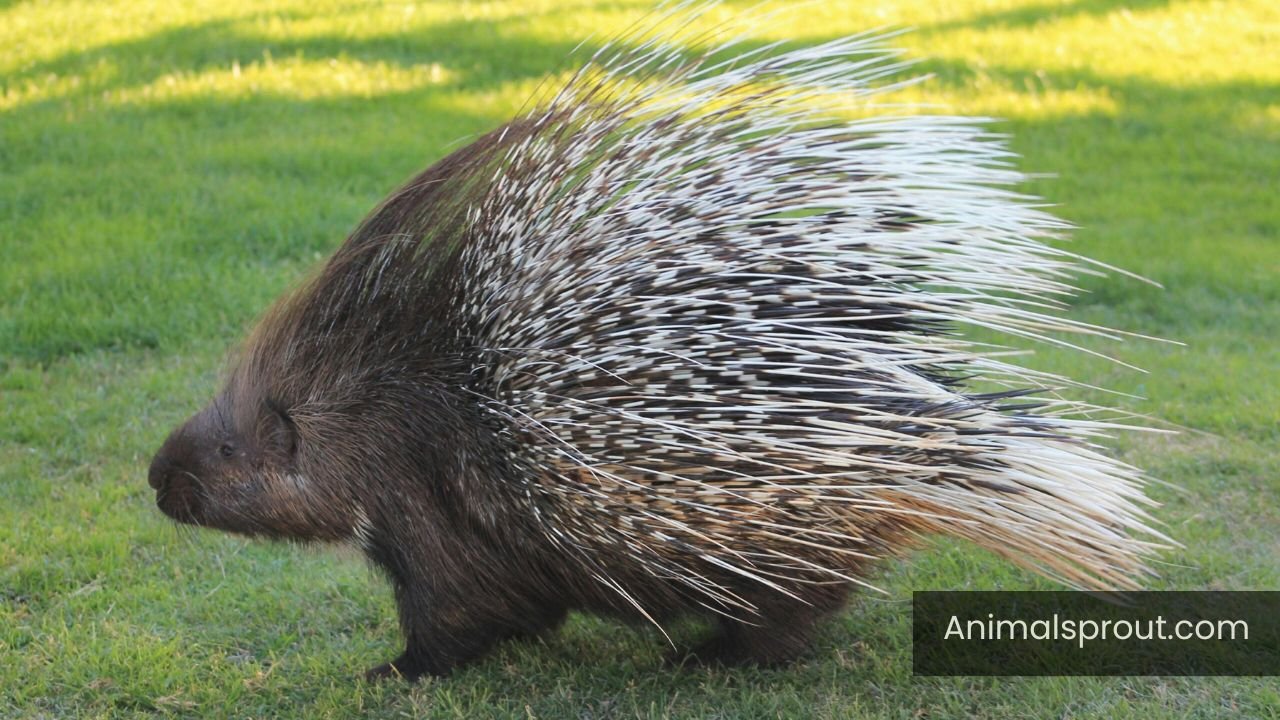 porcupines in Georgia